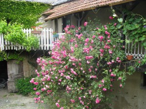 Balcony rose bush in bloom