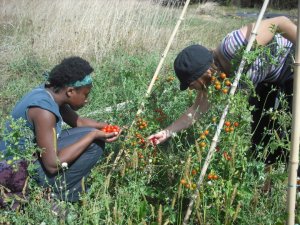 Lavinia and Ines picking tomatoes